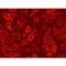 108" Quilt Backing, Floral Paisley Fabric - Red - ineedfabric.com