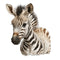 Baby Safari Animals Zebra 2 Fabric Panel - ineedfabric.com
