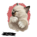 Birman Kitten Portrait Fabric Panel - ineedfabric.com