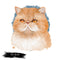 Exotic Shorthair Cat Portrait Fabric Panel - ineedfabric.com