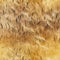 Golden Wheat Field Fabric - ineedfabric.com