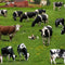 Green Cows Scenic Fabric, Elizabeth's Studio - ineedfabric.com