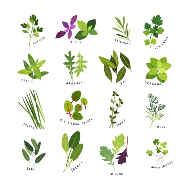 Herbs & Spices Fabric Panel - White - ineedfabric.com