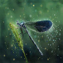 Mystical Dragonfly Fabric Panel - Green - ineedfabric.com