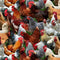 Packed Chickens Fabric, Elizabeth's Studio - ineedfabric.com