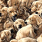 Packed Sleepy Puppies Fabric - ineedfabric.com