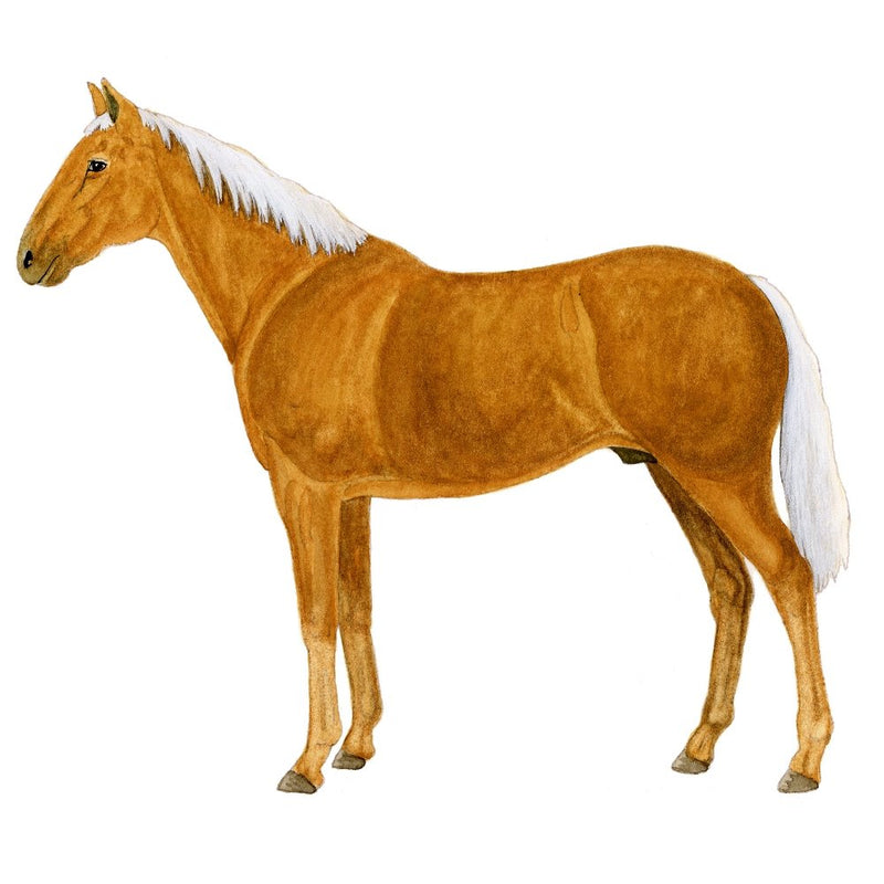 Palomino Horse Illustration Fabric Panel - ineedfabric.com