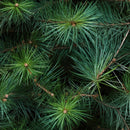 Pine Tree Branches Fabric - ineedfabric.com