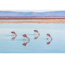 Realistic Andean Flamingos in Chile Fabric Panel - ineedfabric.com