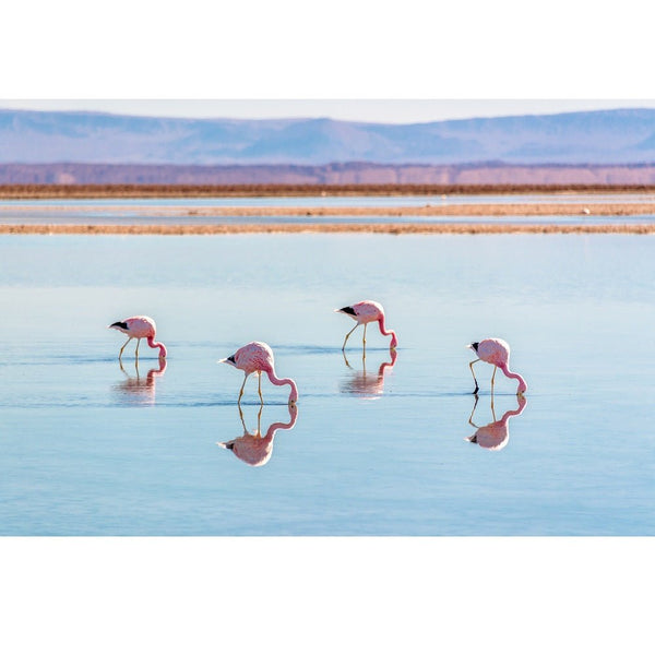 Realistic Andean Flamingos in Chile Fabric Panel - ineedfabric.com