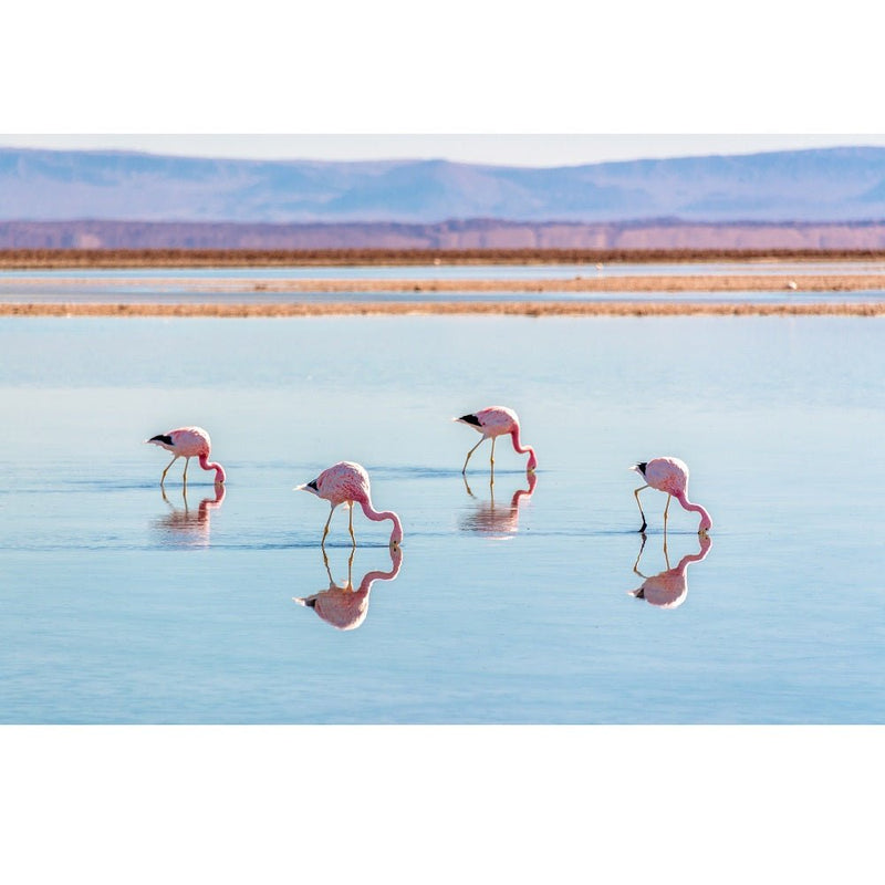 Realistic Andean Flamingos in Chile Fabric Panel - ineedfabric.com