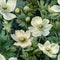 Realistic Anemone Flowers Fabric - ineedfabric.com