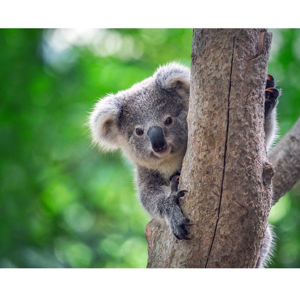Realistic Baby Koala in Tree Fabric Panel - ineedfabric.com