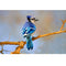 Realistic Blue Jay in Tree Fabric Panel - ineedfabric.com