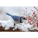 Realistic Blue Jay with Winter Berries Fabric Panel - ineedfabric.com