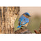 Realistic Bluebird Fabric Panel - ineedfabric.com