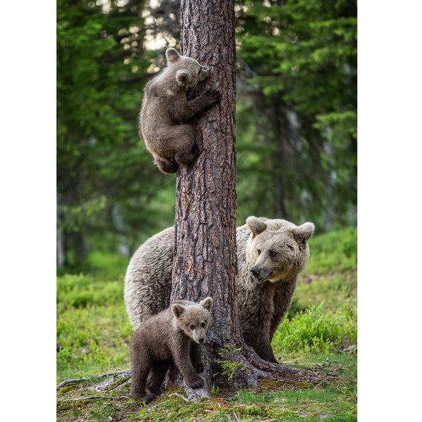 Realistic Brown Bear Cubs in Tree Fabric Panel - ineedfabric.com