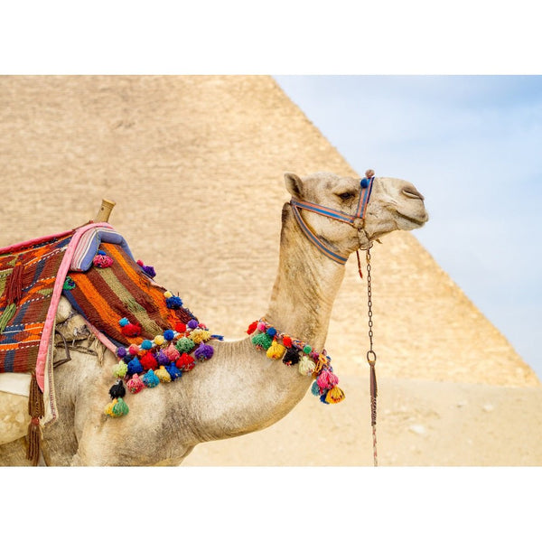 Realistic Camel at Egypt Pyramid Fabric Panel - ineedfabric.com