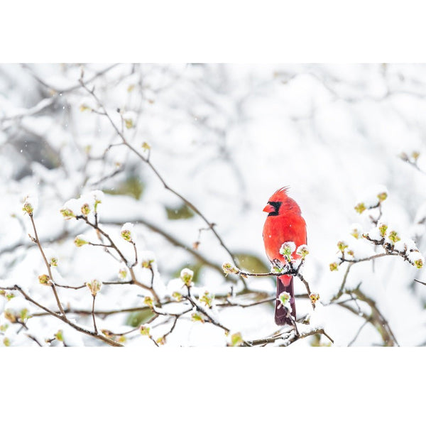 Realistic Cardinal on Snowy Sakura Branch Fabric Panel - ineedfabric.com