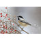 Realistic Chickadee with Winter Berries Fabric Panel - ineedfabric.com