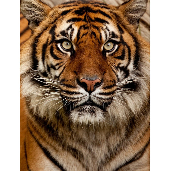 Realistic Close Up Tiger Portrait Fabric Panel - ineedfabric.com