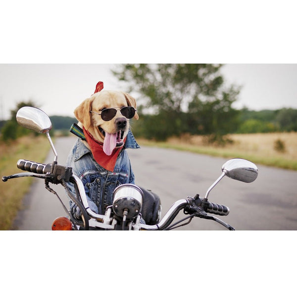 Realistic Dog on a Motorcycle Fabric Panel - ineedfabric.com