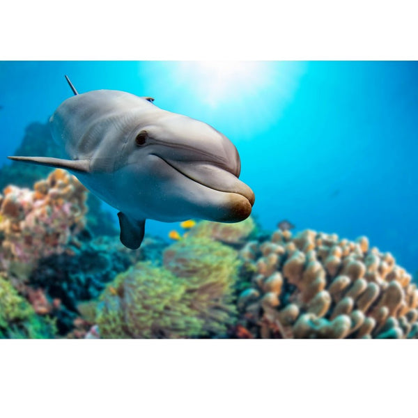 Realistic Dolphin Underwater on Reef Fabric Panel - ineedfabric.com