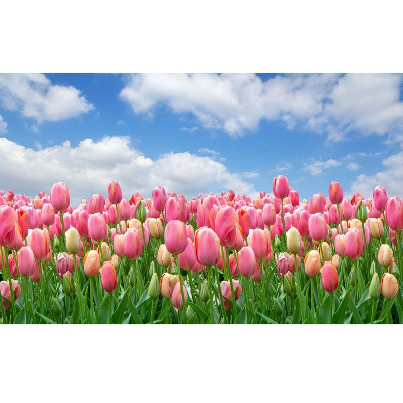 Realistic Field of Pink Tulips Fabric Panel - ineedfabric.com