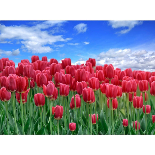 Realistic Field of Red Tulips Fabric Panel - ineedfabric.com