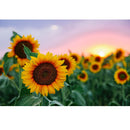 Realistic Field Of Sunflowers Fabric Panel - ineedfabric.com