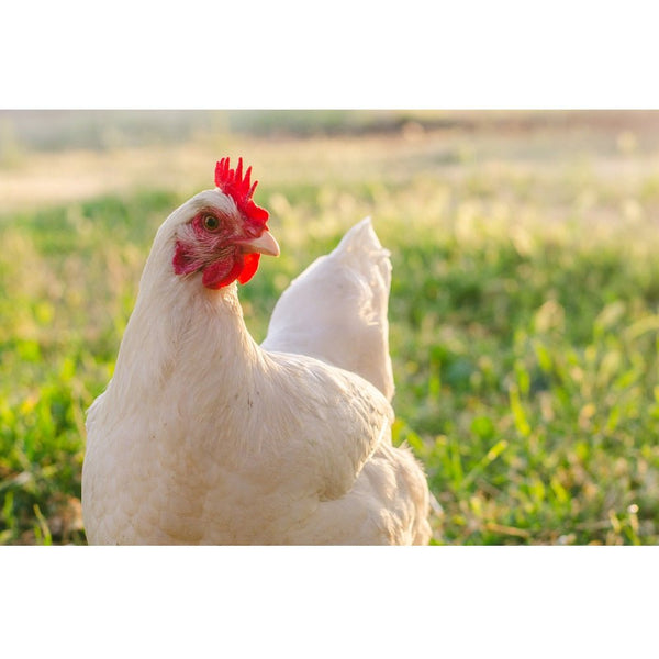 Realistic Free Range Chicken Fabric Panel - ineedfabric.com