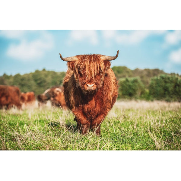 Realistic Highland Cattle in Meadow Fabric Panel - ineedfabric.com