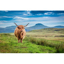 Realistic Highland Cow Fabric Panel - ineedfabric.com