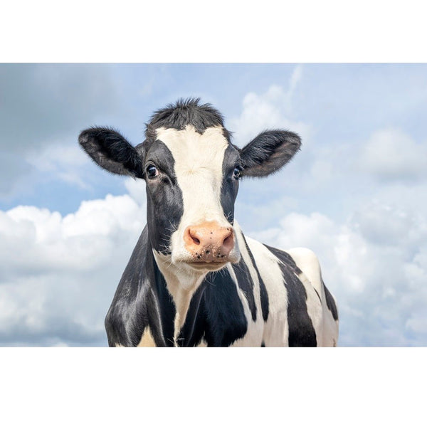 Realistic Holstein Cow Fabric Panel - ineedfabric.com