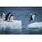 Realistic Jumping Penguins Fabric Panel - ineedfabric.com