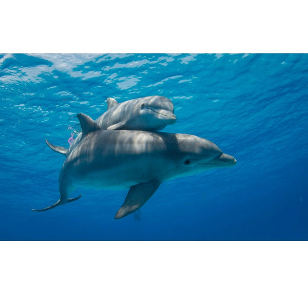 Realistic Mother and Calf Dolphin Fabric Panel - ineedfabric.com