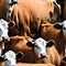 Realistic Packed Cows Pattern 4 Fabric - ineedfabric.com
