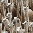 Realistic Packed llama's Heads Fabric - ineedfabric.com