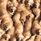 Realistic Puppies Laying Around Fabric - ineedfabric.com