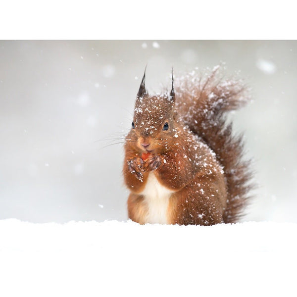 Realistic Red Squirrel in Winter Fabric Panel - ineedfabric.com
