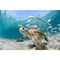 Realistic Sea Turtle with School of Fish Fabric Panel - ineedfabric.com