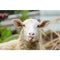 Realistic Sheep Showing Tongue Portrait Fabric Panel - ineedfabric.com