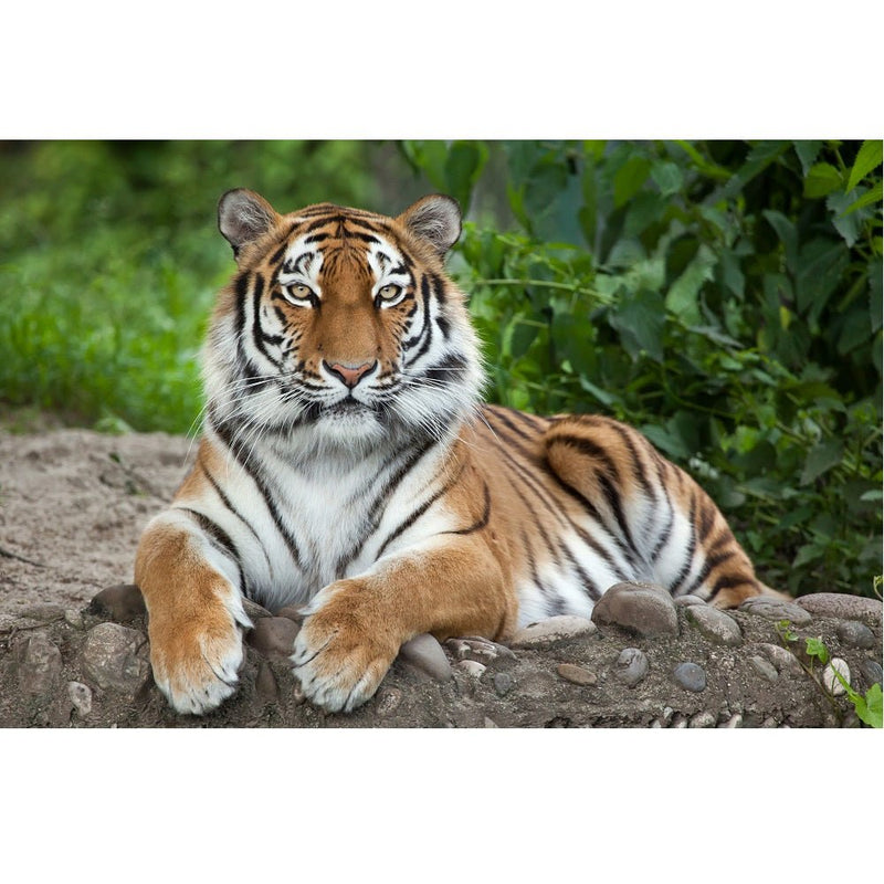 Realistic Siberian Tiger Fabric Panel - ineedfabric.com