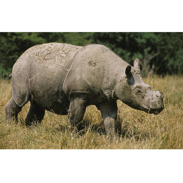 Realistic Sumatran Rhinoceros Fabric Panel - ineedfabric.com