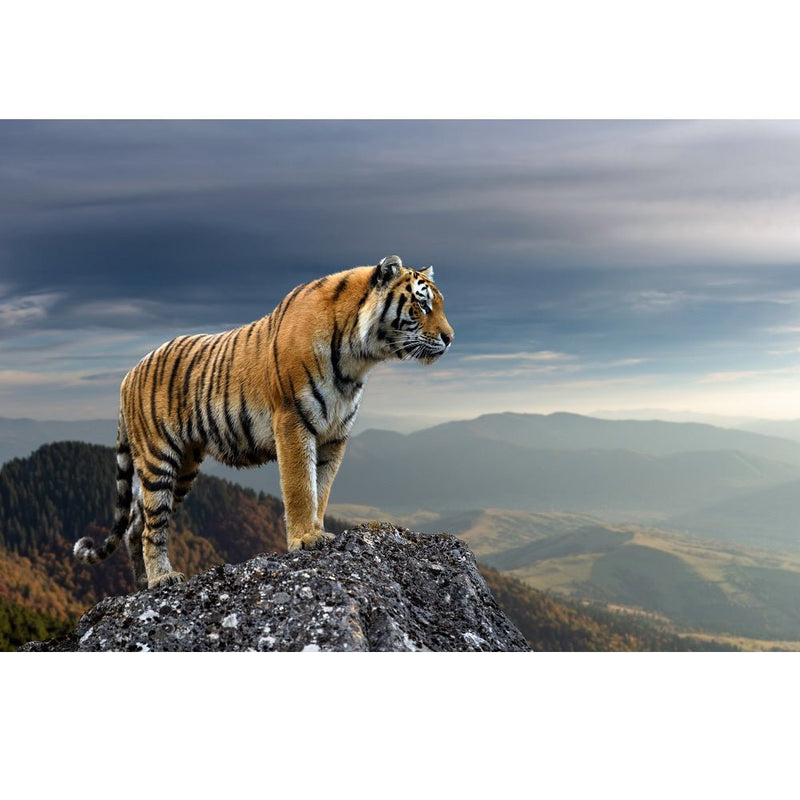 Realistic Tiger Standing on a Rock Fabric Panel - ineedfabric.com