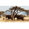 Realistic Two Elephants in Africa Fabric Panel - ineedfabric.com