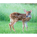 Realistic White-Tailed Fawn Fabric Panel - ineedfabric.com