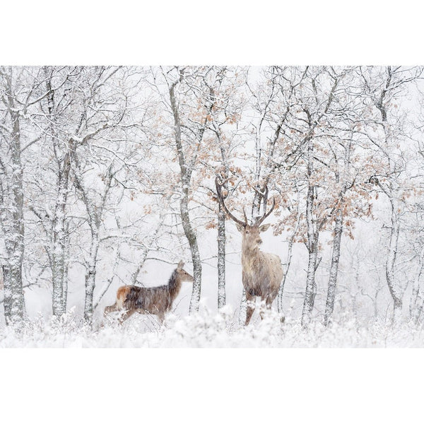 Realistic Winter Deer Scene Fabric Panel - ineedfabric.com