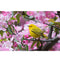 Realistic Yellow Warbler Fabric Panel - ineedfabric.com