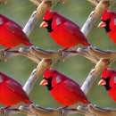 Red Cardinal on a Branch Fabric - ineedfabric.com
